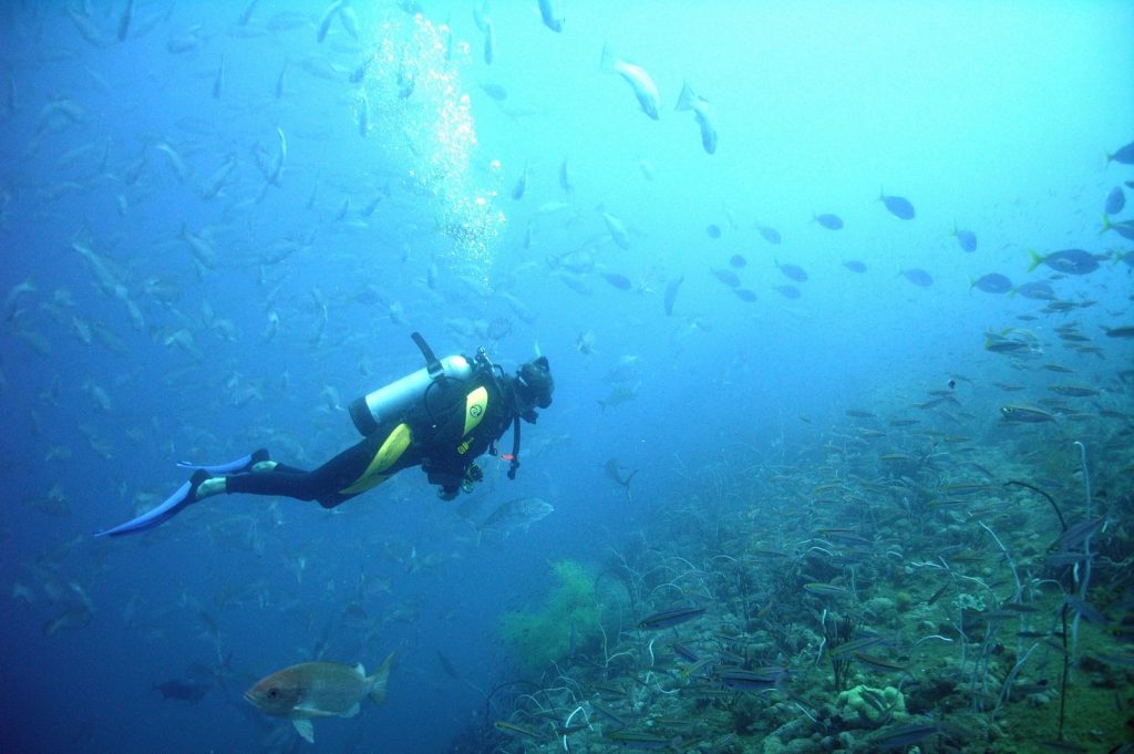 Scuba Diving Komodo, Exploring Dive Sites From North To South 