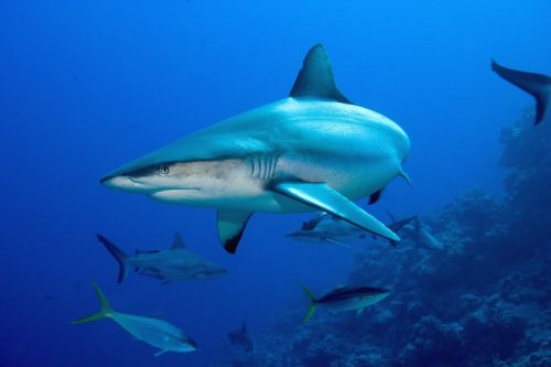 gray reef sharks - komodo diving - north