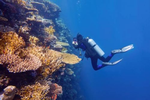 Scuba diver near the coral wall photographing colorful coral reef - dive komodo