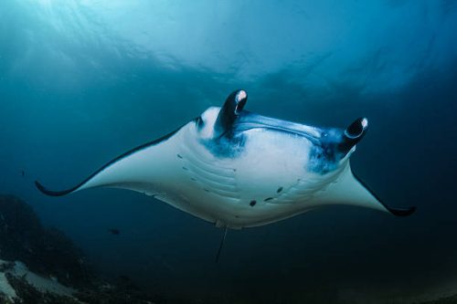 Manta ray in komodo island