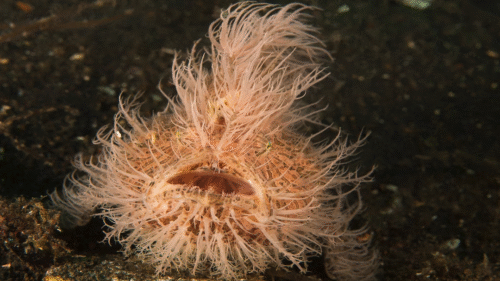 hairy frogfish