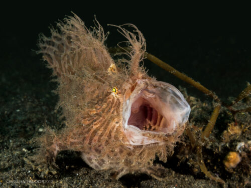 hairy frogfish